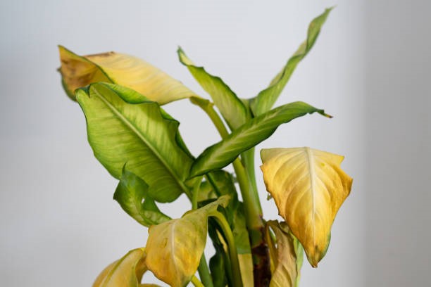 What are the signs of overwatering in Dieffenbachia plants