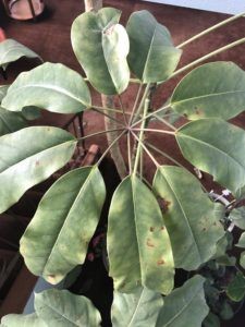 What diseases do indoor Umbrella Trees get