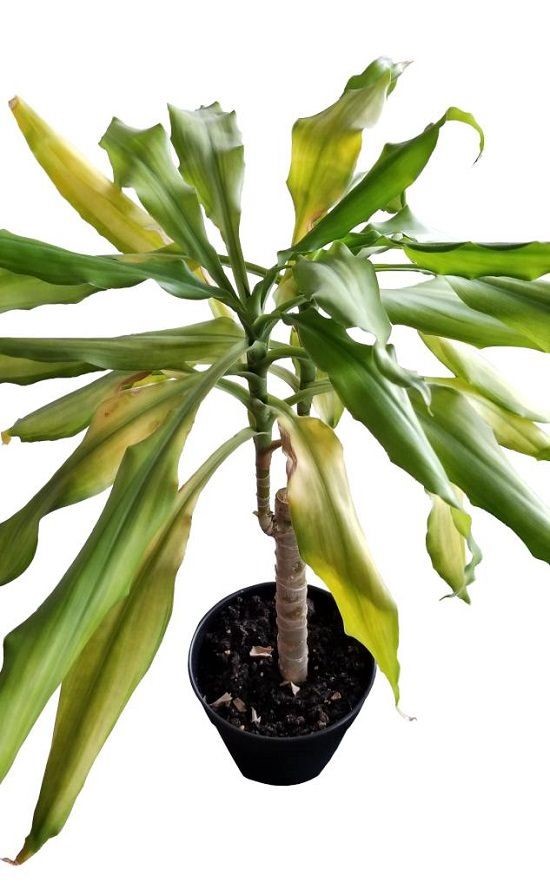 What does an overwatered Dracaena look like