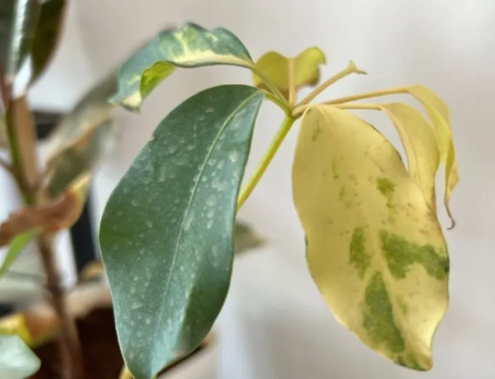 What does an overwatered Umbrella plant look like