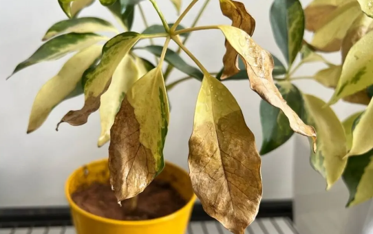 Why are the leaves of my Umbrella plant turning brown and dropping