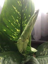 Why do Dieffenbachia leaves curl