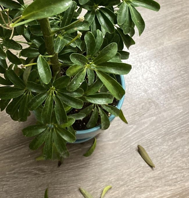 Why do Umbrella plants drop leaves