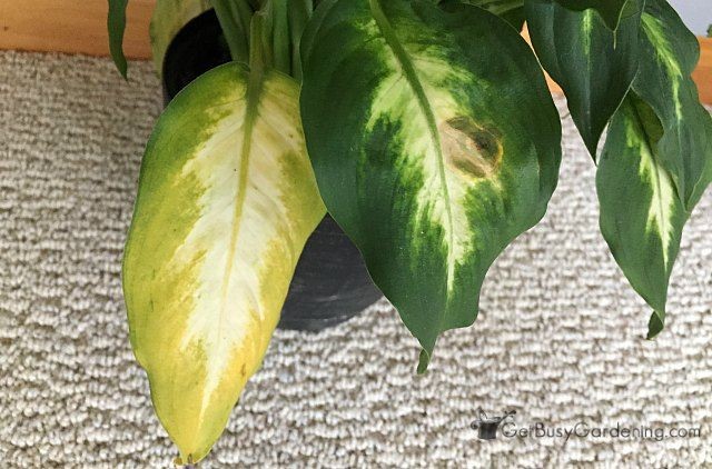 Why is my Dumb Cane turning yellow