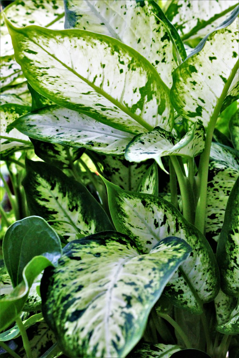 dieffenbachia