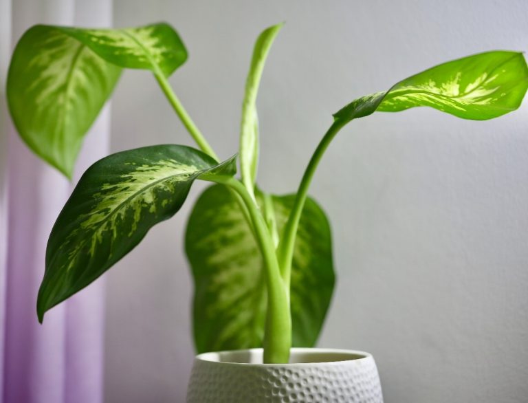 dieffenbachia dumb cane