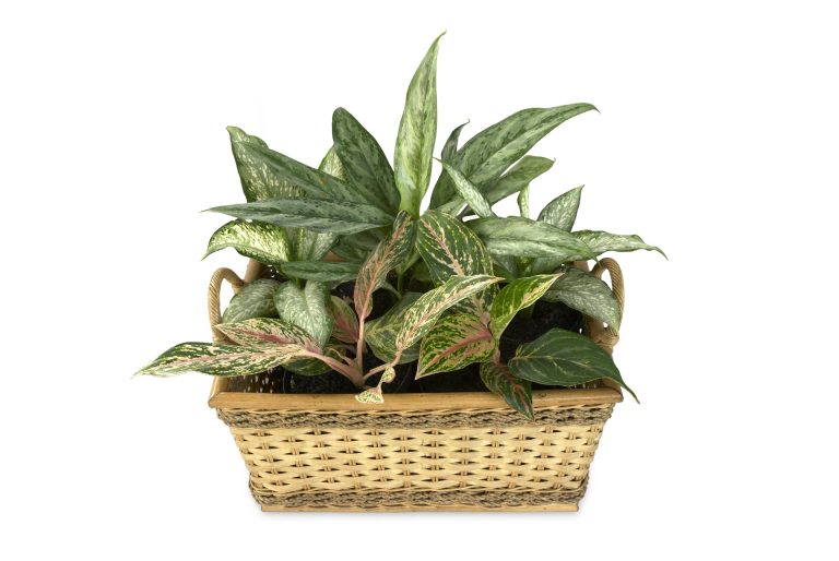 dieffenbachia dumb cane