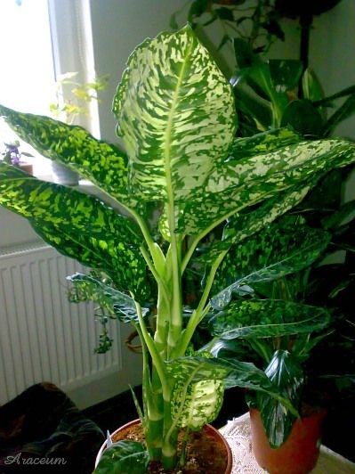 dieffenbachia plant