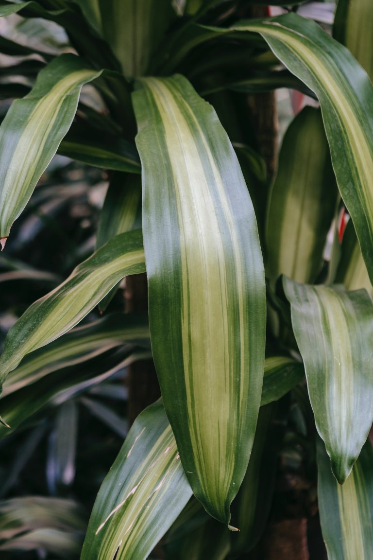 dracaena leaves