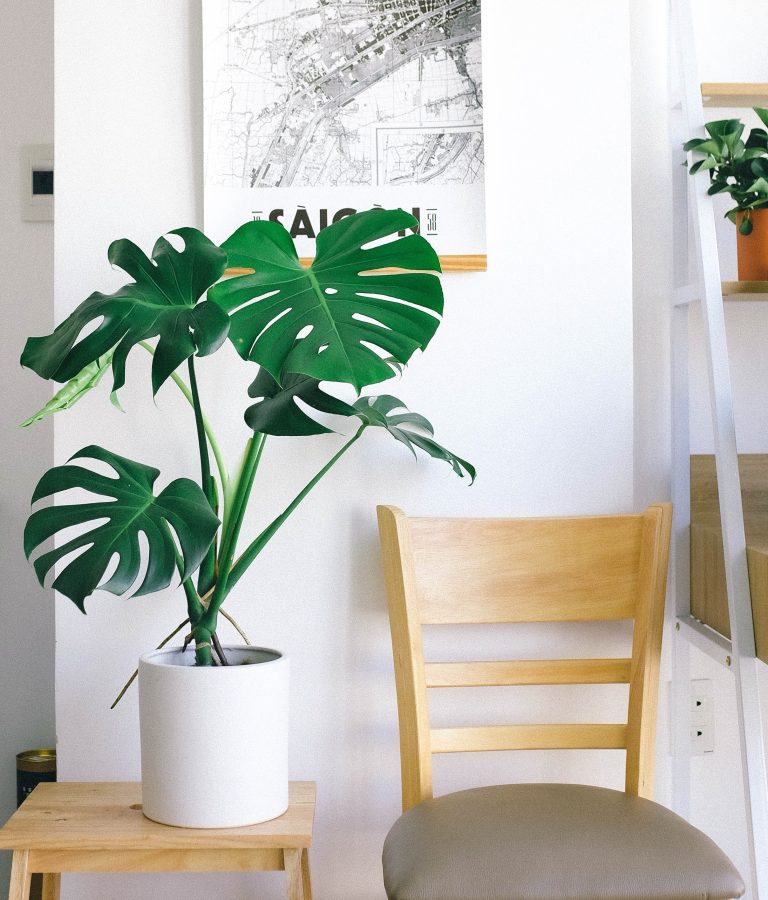 full monstera plant