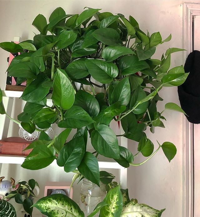 jade pothos plant