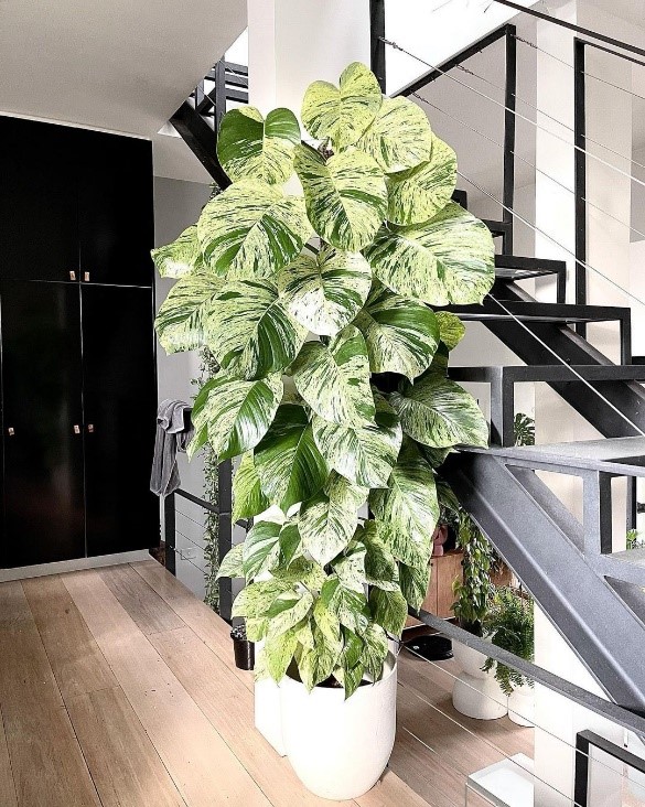 marble queen pothos