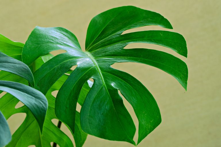 monstera leaves