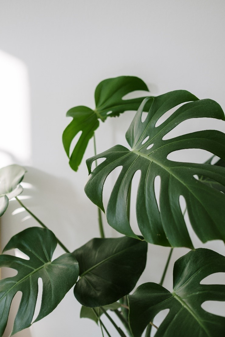 monstera swiss leaves