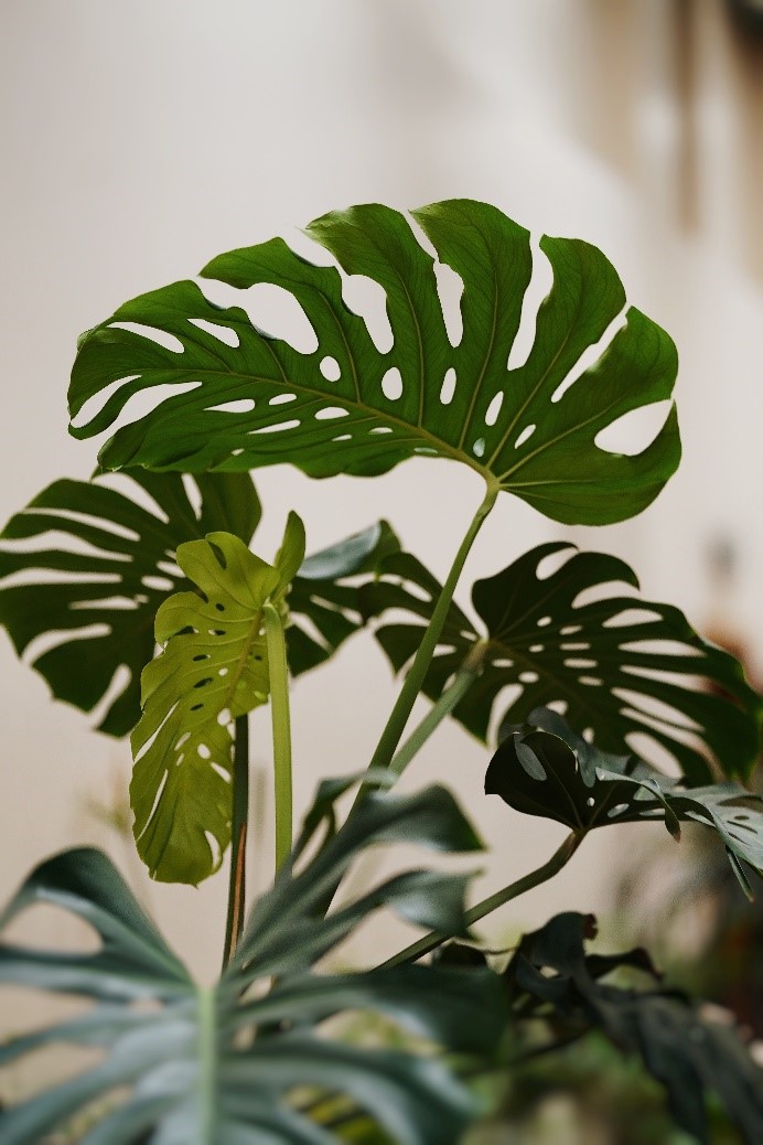 monstera swiss plant 1