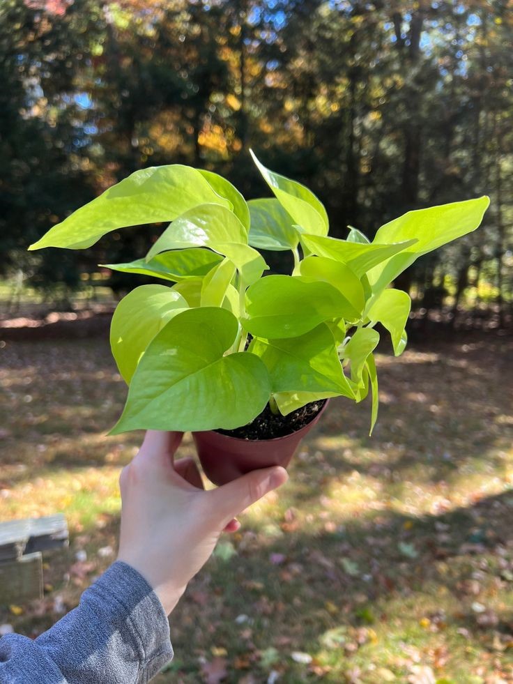 neon pothos plant