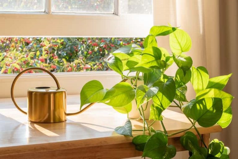 pothos plants water