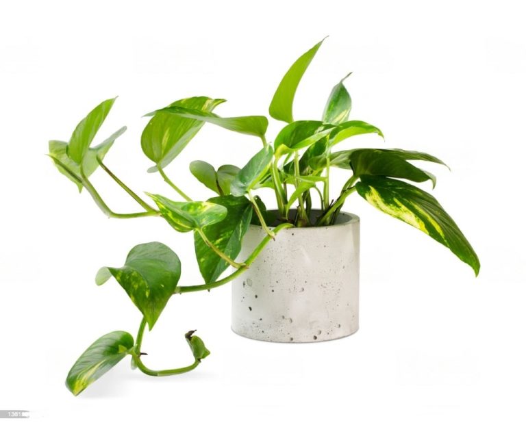 pothos-transformed