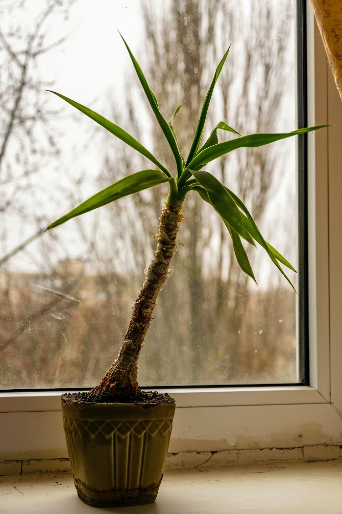 potted dracaena plant