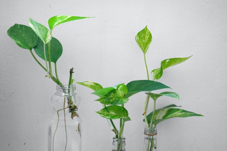 propagating pothos