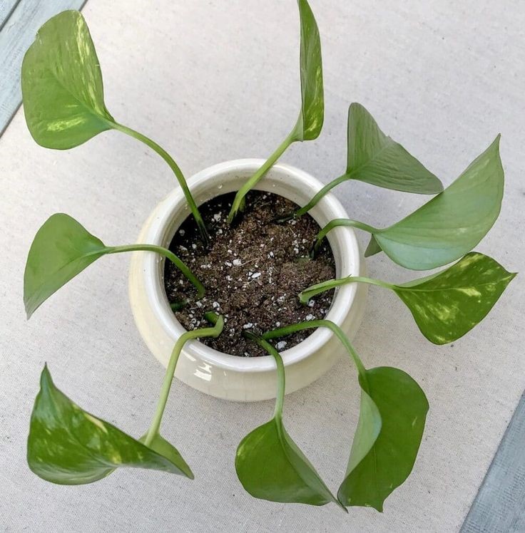 propagating pothos in soil