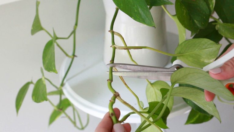 pruning pothos plants