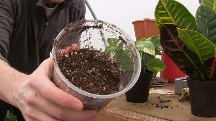 repotting pothos