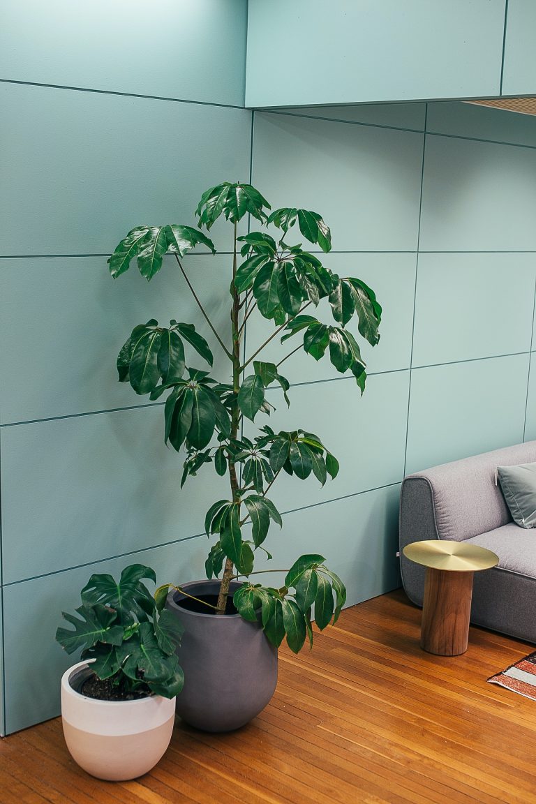 umbrella plant