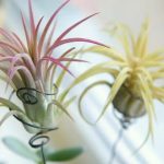 Air plant