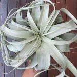 Air plant leaves