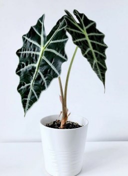 Alocasia Amazonica plant