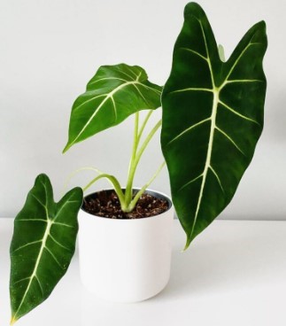 Alocasia Micholitziana plant