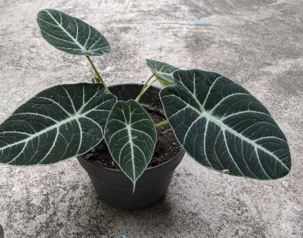 Alocasia Reginula plant