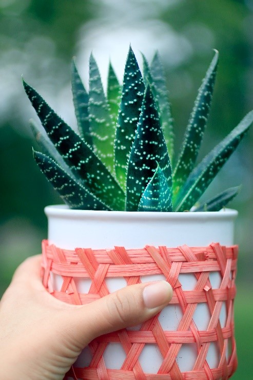 Aloe Vera plant