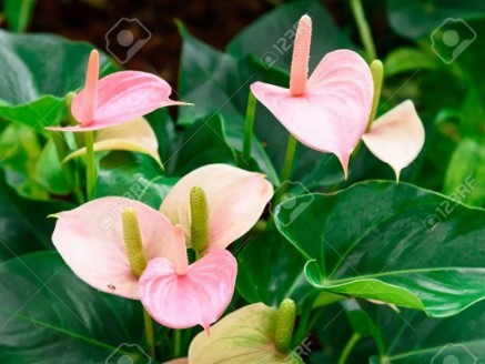 Anthurium plant flowers