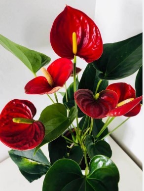 Anthurium plant