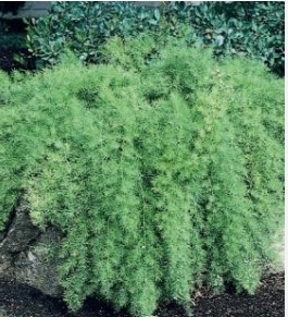 Asparagus Fern plant leaves