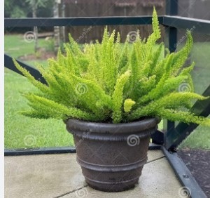 Asparagus Fern plant potted