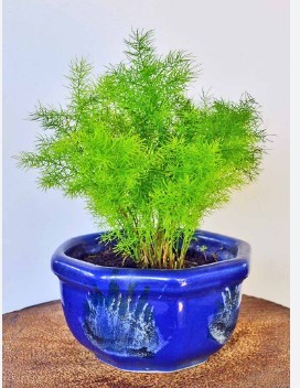 Asparagus Fern plant