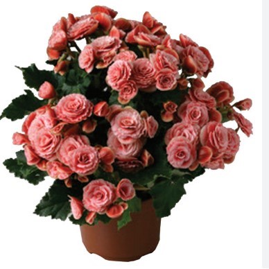 Begonia plant vase