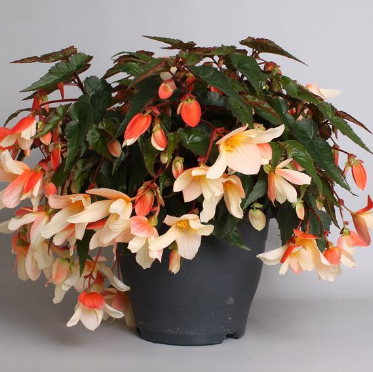 Begonia plant