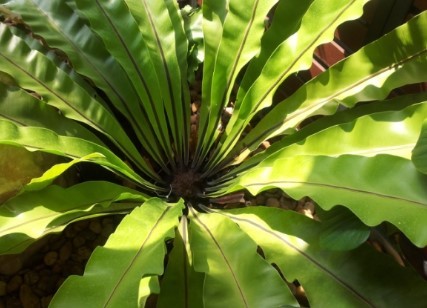 Bird’s Nest Fern Plant leaves