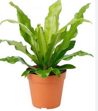 Bird’s Nest Fern Plant