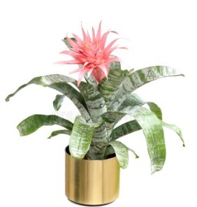 Bromeliad Aechmea plant