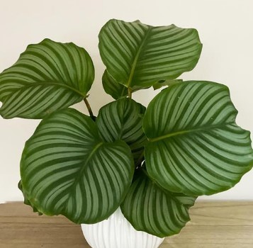 Calathea Orbifolia plant