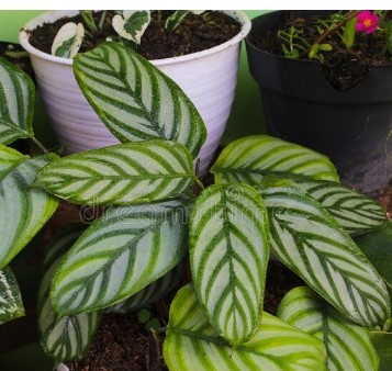 Calathea anulque plant