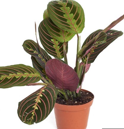 Calathea veitchiana plant