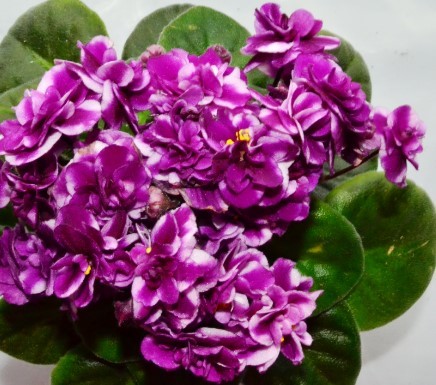 Cherry Princess African Violet