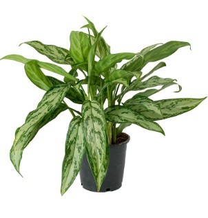 Chinese Evergreen plant queen silver