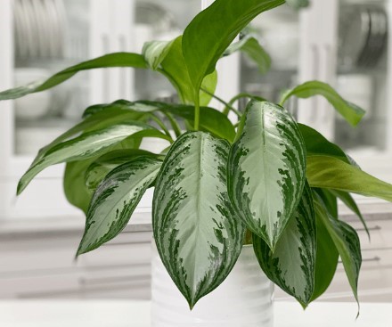 Chinese Evergreen plant silver bay